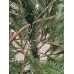 Новорічна ялинка штучна лита Смерека пласт Elit 210 см Зелена Elit tree (green)